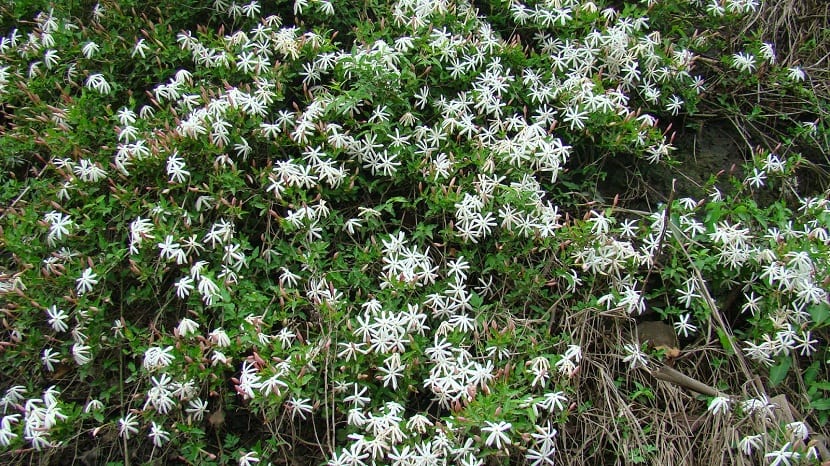 planta llena de flores blancas