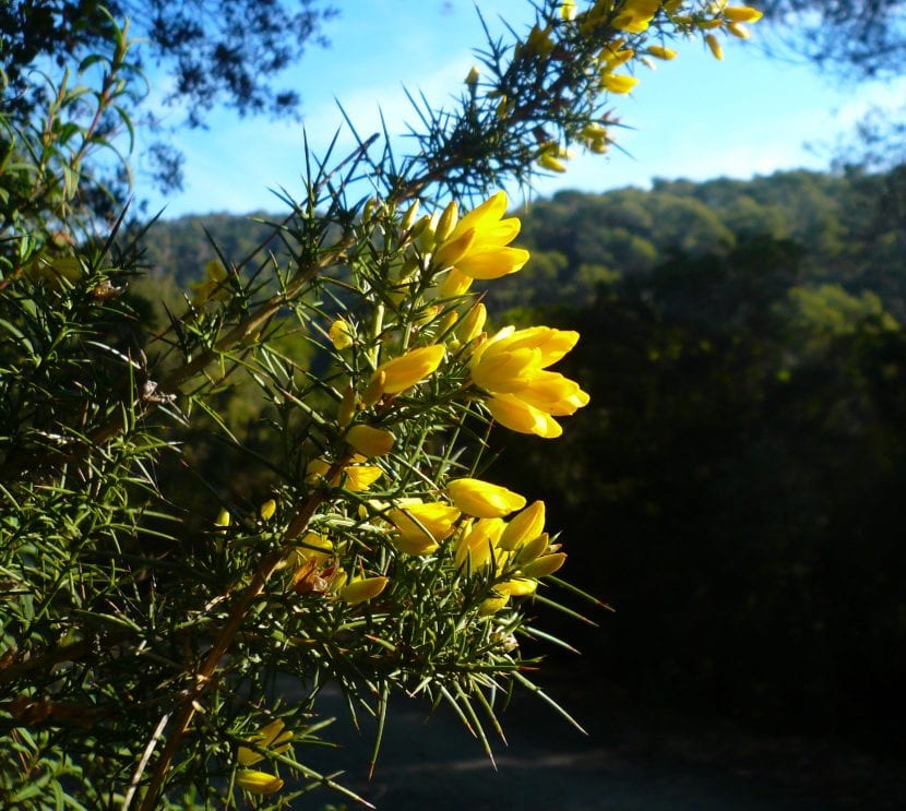 Ulex parviflorus