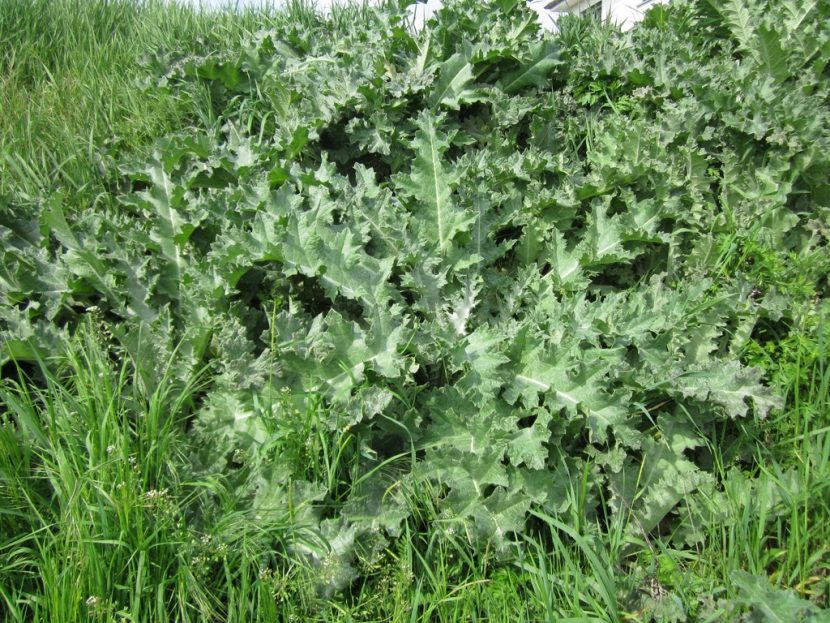 Planta de cardo borriquero con tallo alado y espinoso