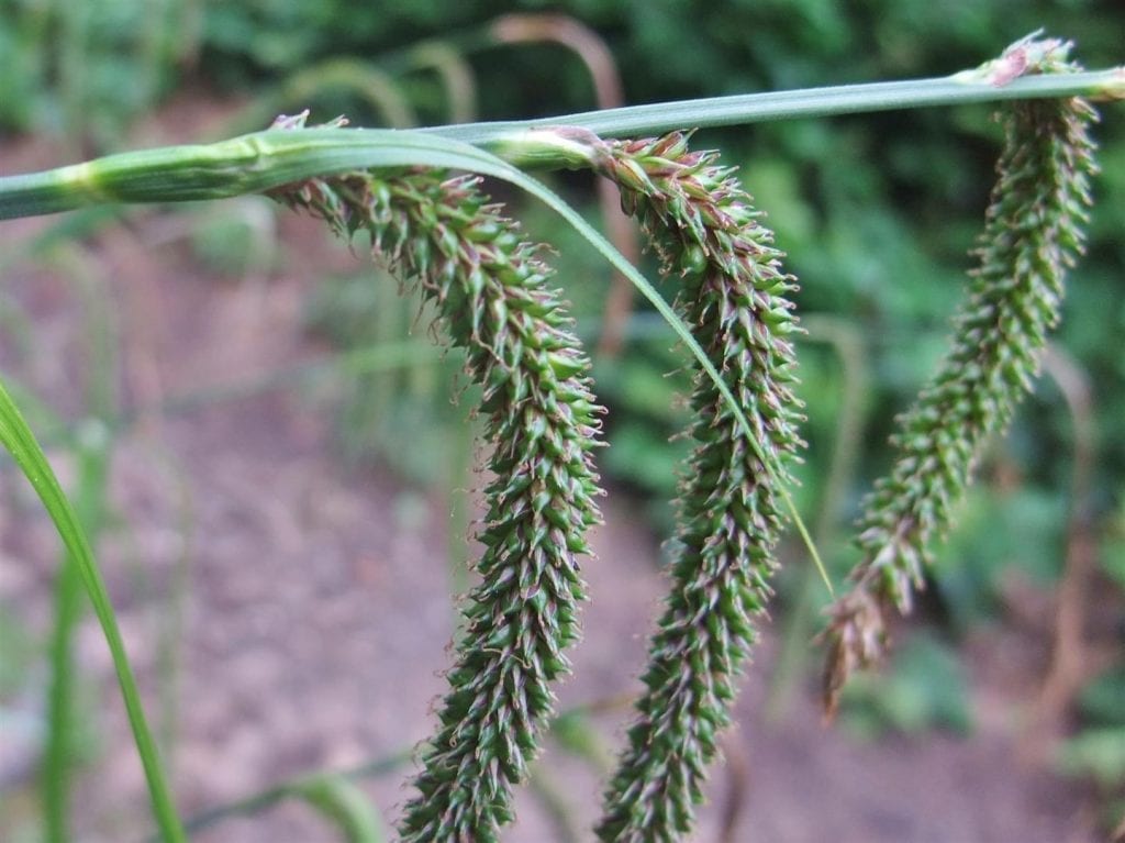 Las flores del Carex pendula son espigas