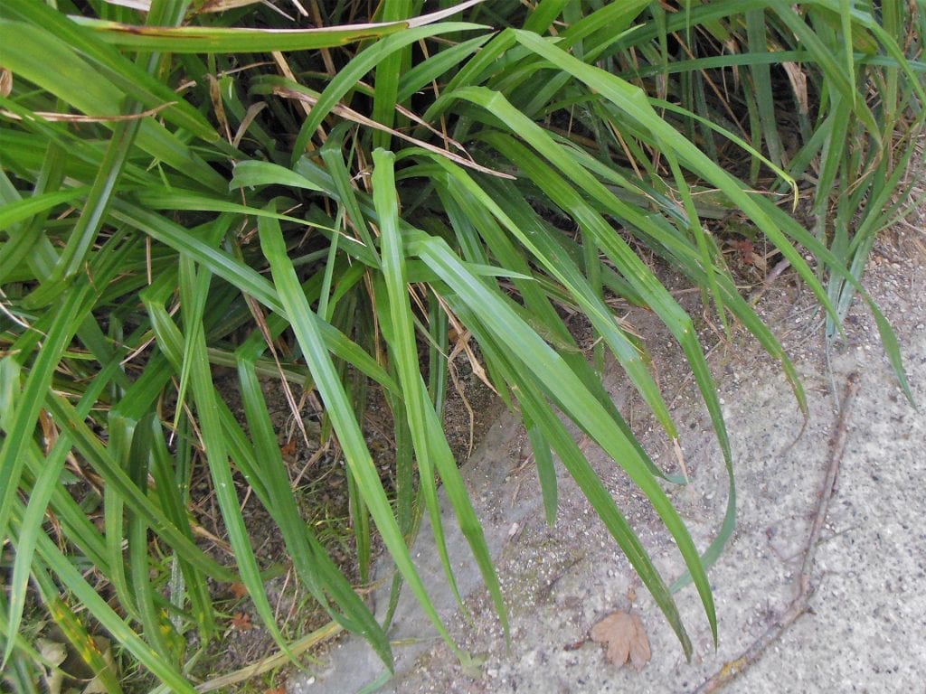 Las hojas del Carex pendula son acintadas