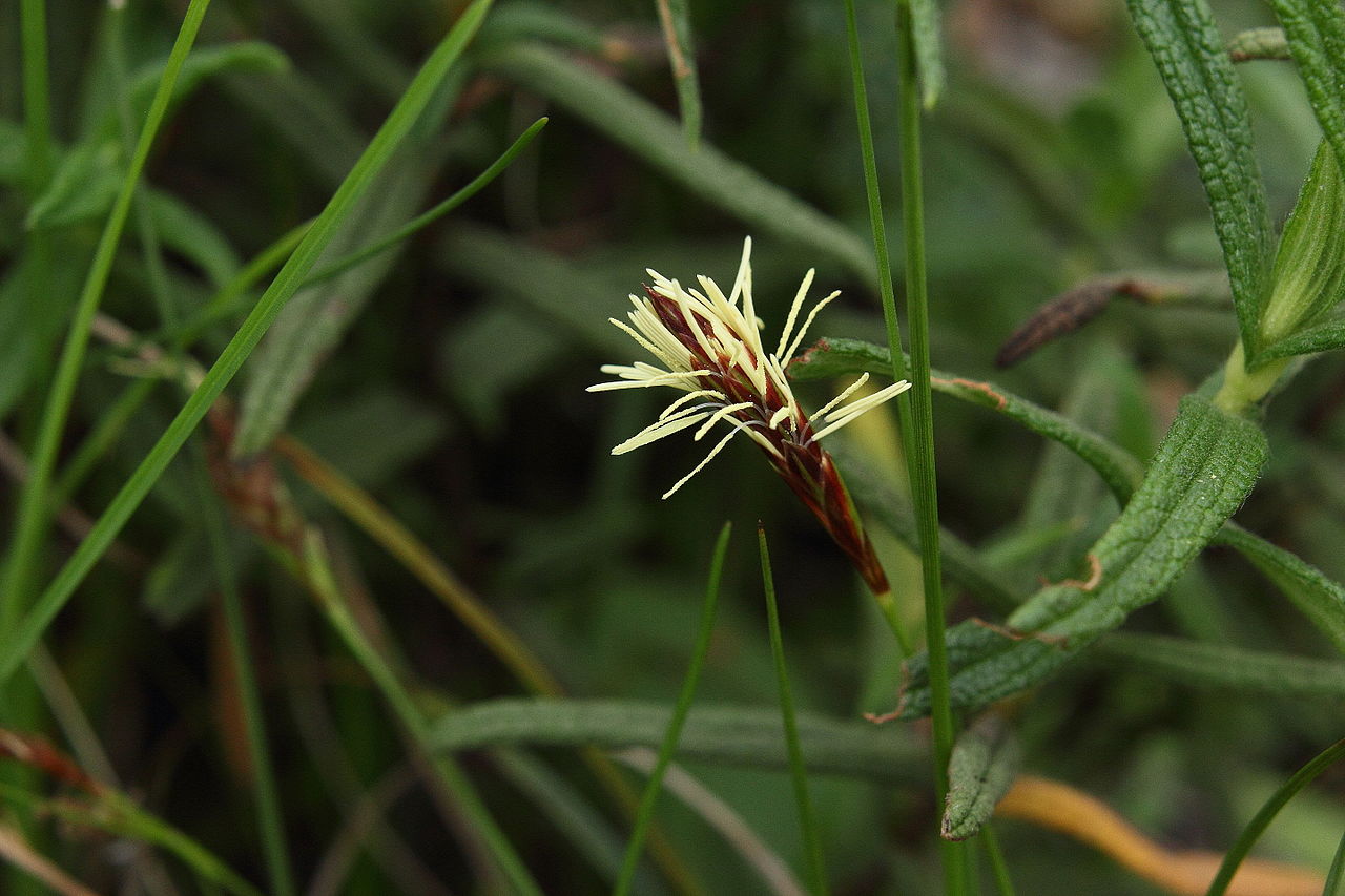 Vista del Carex halleriana