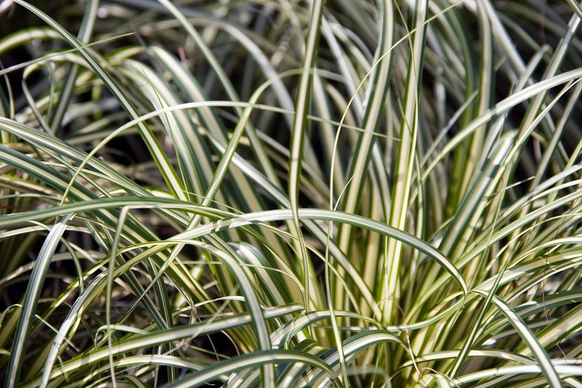 Mata de Carex oshimensis Evergold con follaje rayado en crema y verde