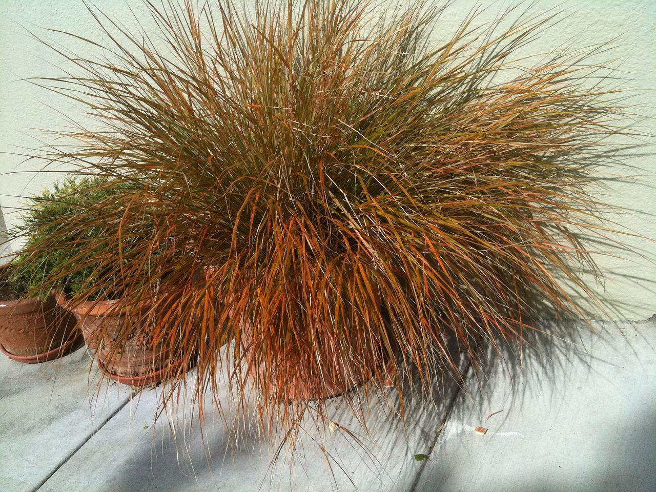 Vista del Carex testacea