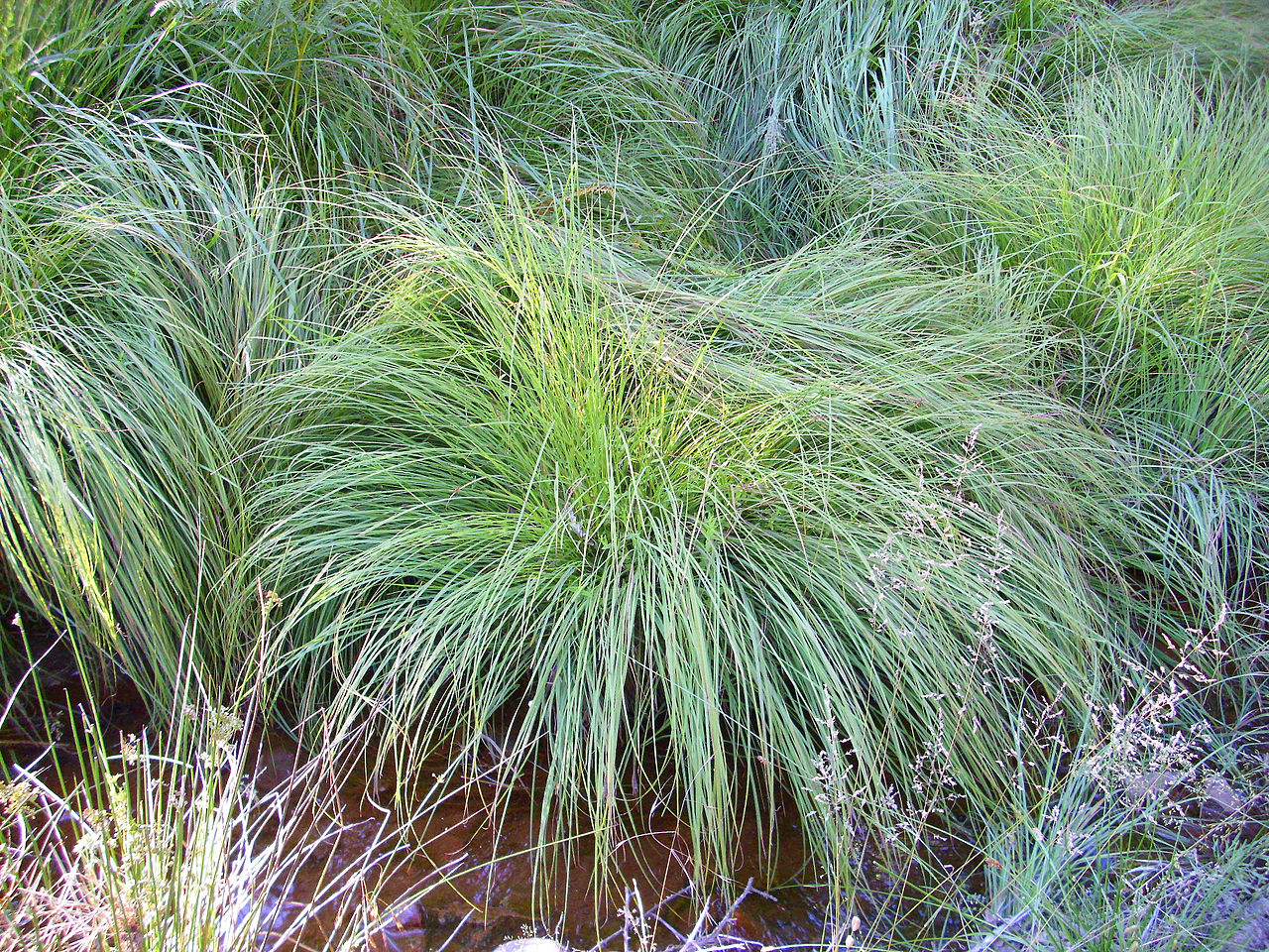Vista del Carex divulsa