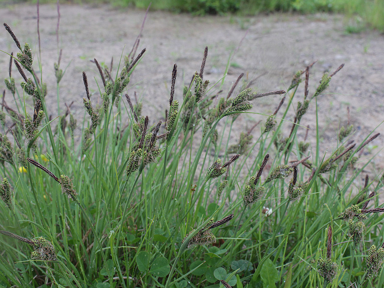 Vista del Carex nigra