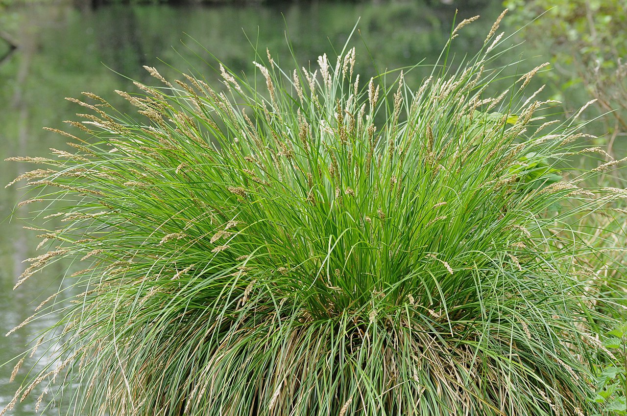 Vista del Carex paniculata