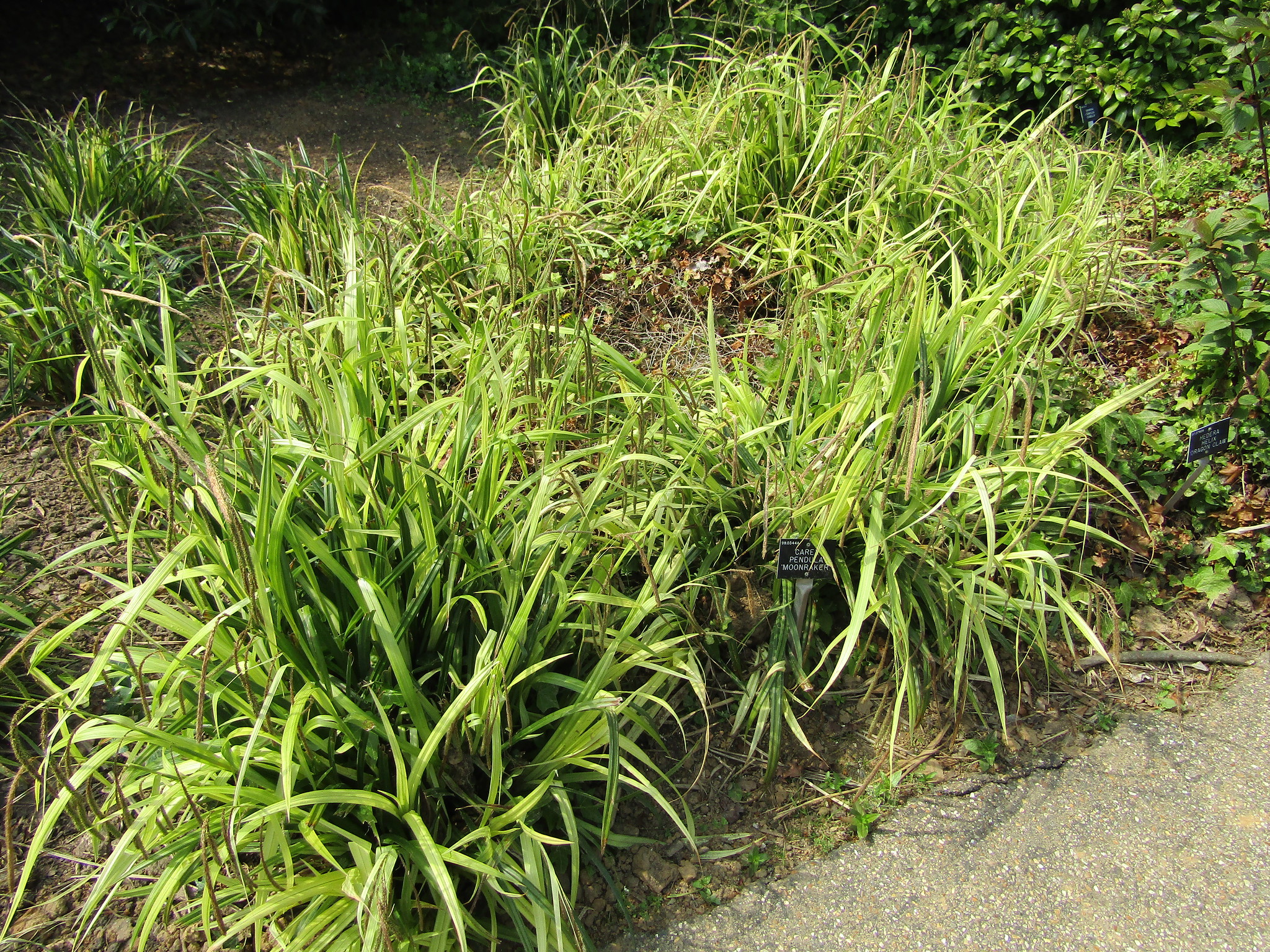 Vista del Carex pendula