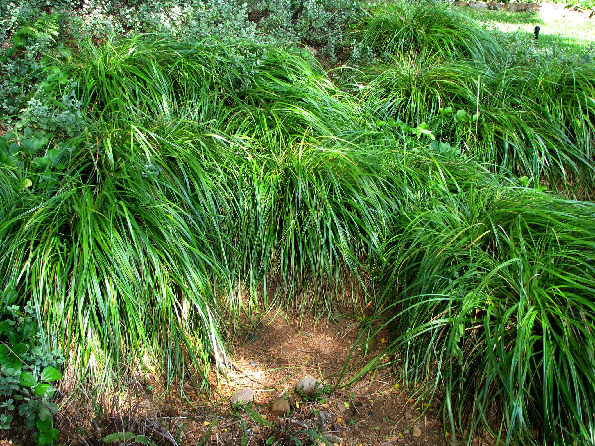 El carex es una planta ornamental
