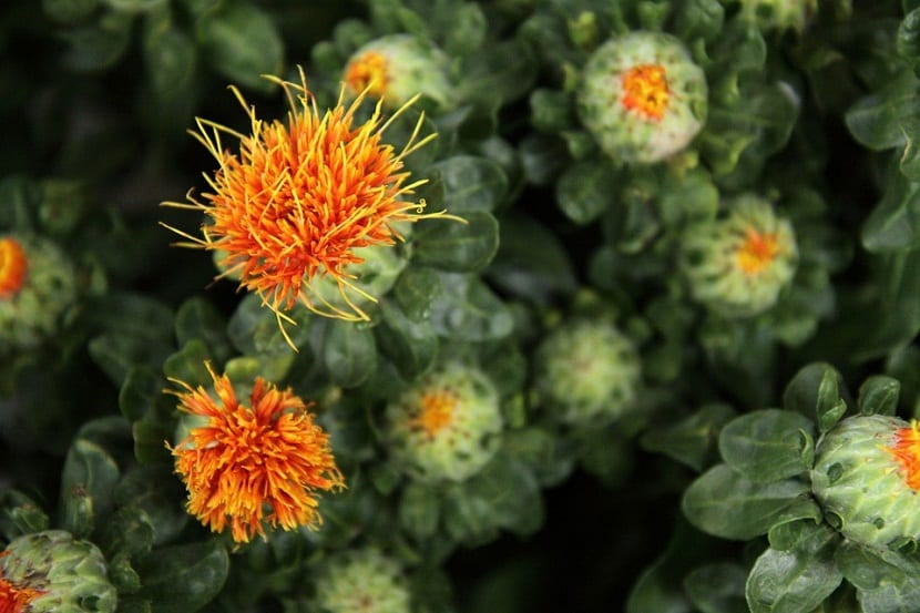 Cártamo (Carthamus tinctorius): cultivo, flor y falso azafrán