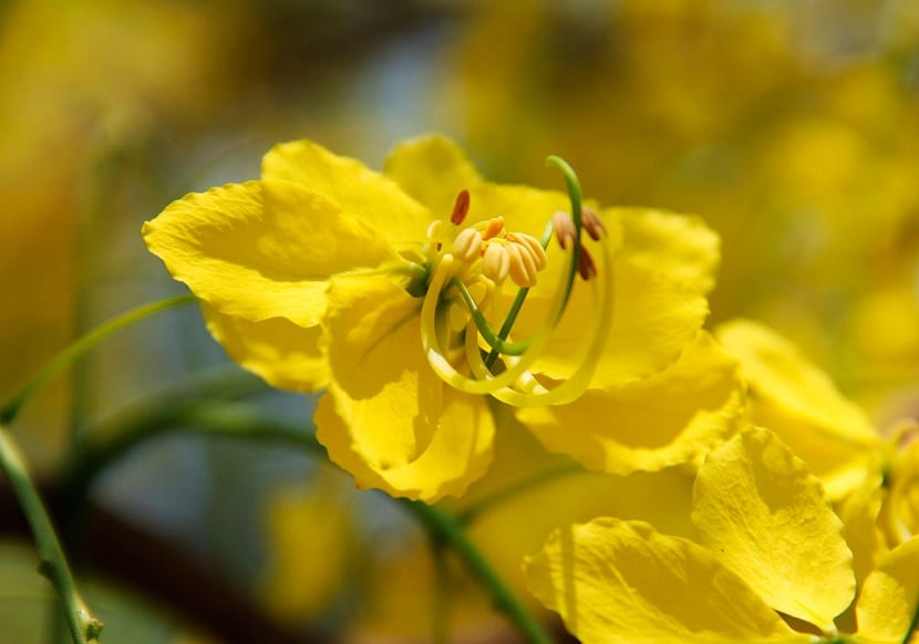 Flor de la cassia obovata