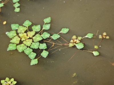 Rosetas flotantes de Trapa natans