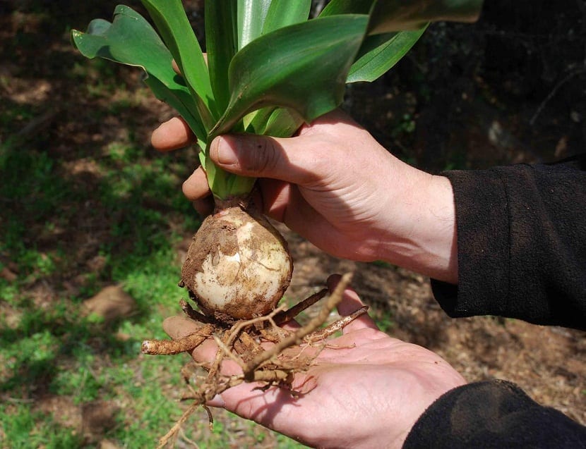 Urginia marítima llena de raices y tierra