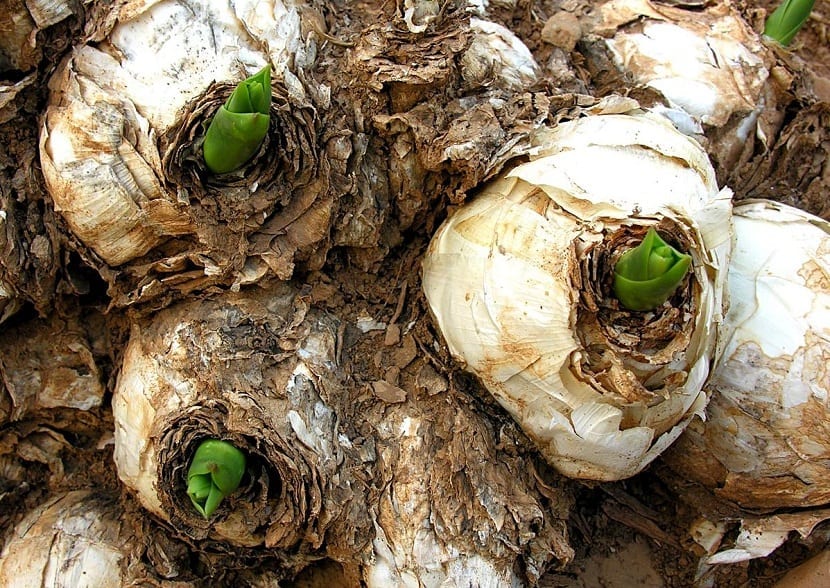 varios bulbos de la planta Urginia marítima empezando a florecer
