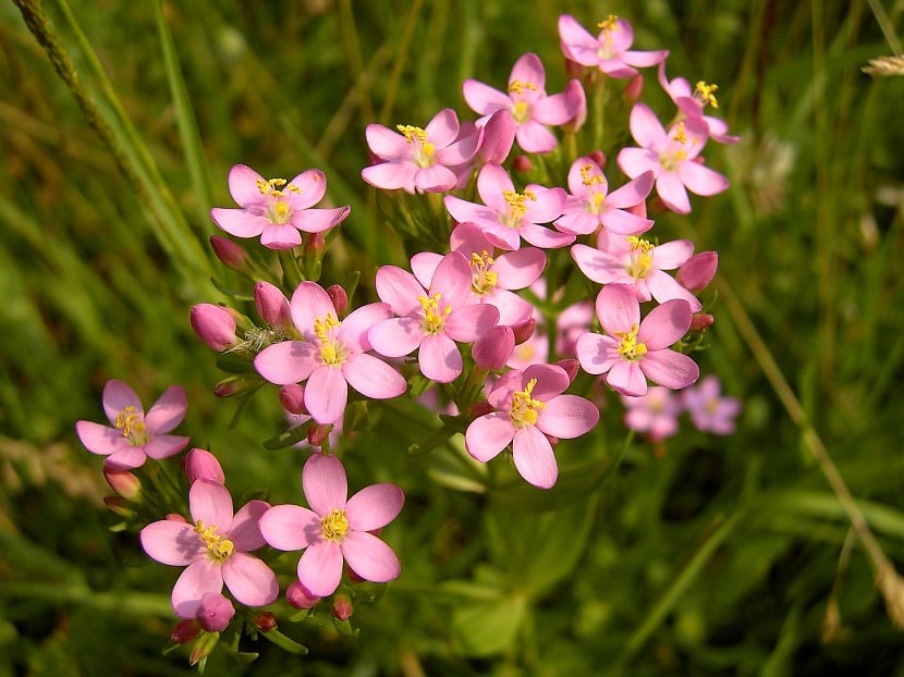 rama llena de bonitas flores de color rosa