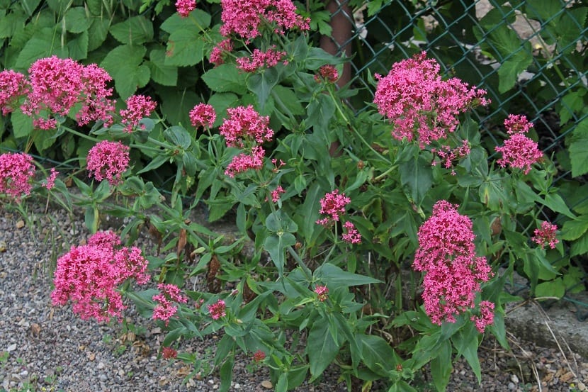 Centranthus ruber para alambradas