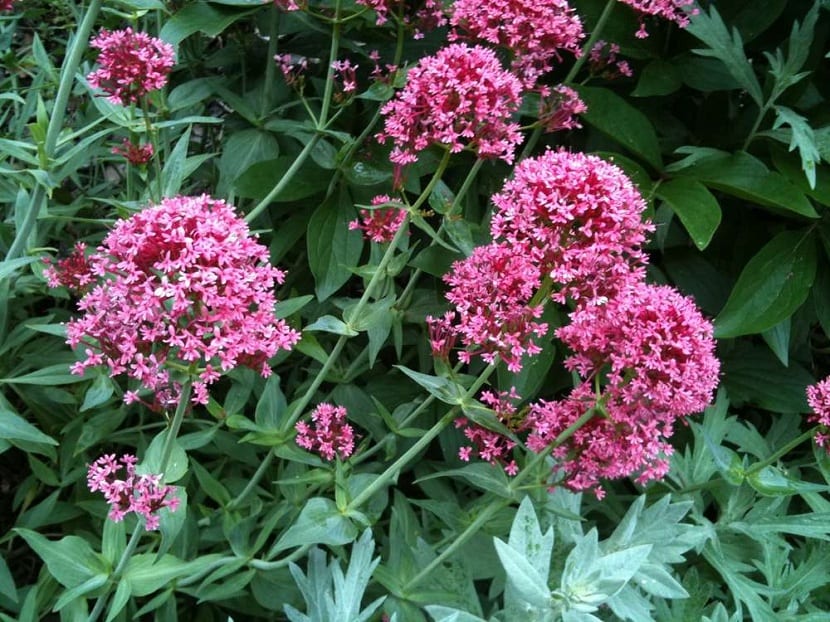 Centranthus ruber y sus flores