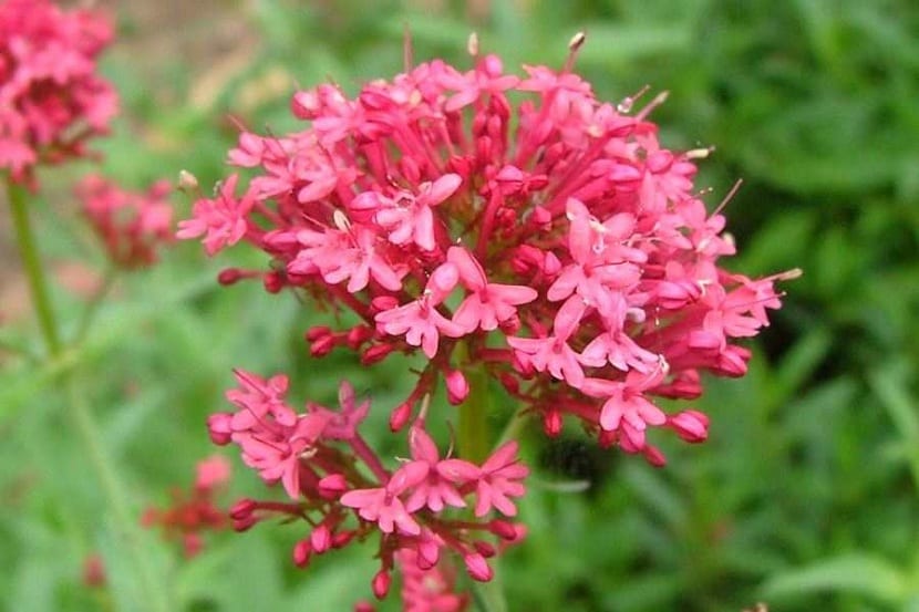 Detalle de las flores de la valeriana roja