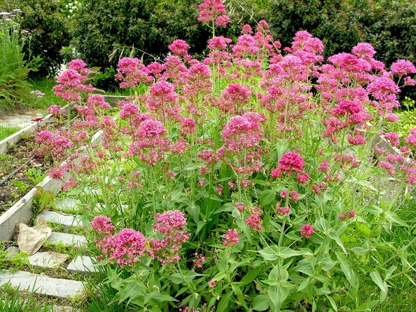 Valeriana roja