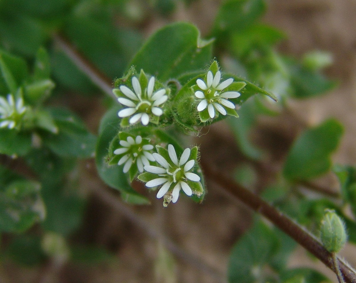 cuatro flores blancas de cerca que salen de una rama