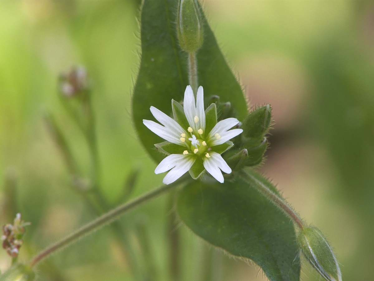 flor de colr blanca abierta de la planta Cerastium fontanum