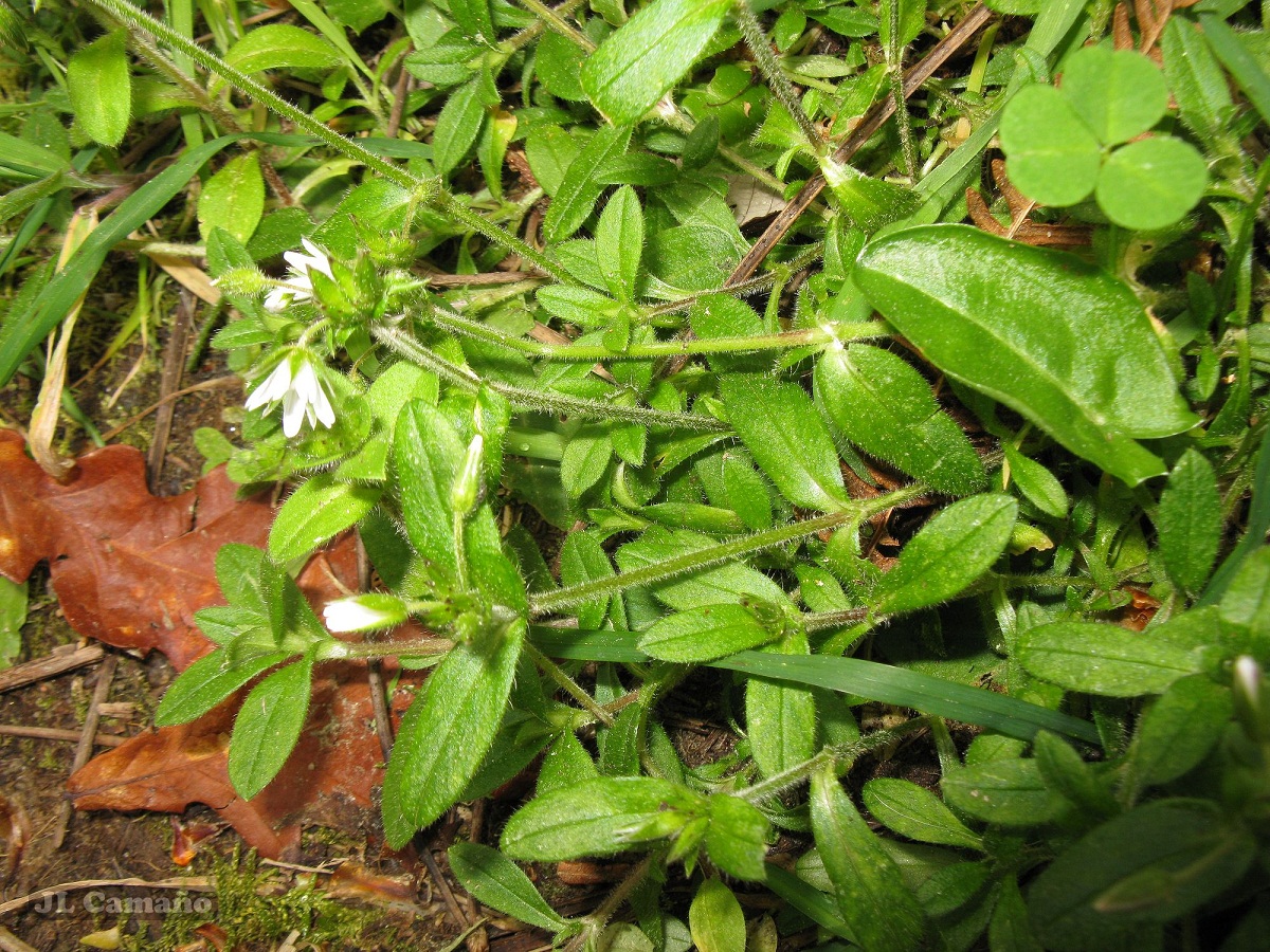 planta cubre-suelos con pequenas florecillas blancas