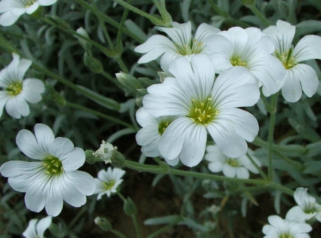 Cerastium tomentosum