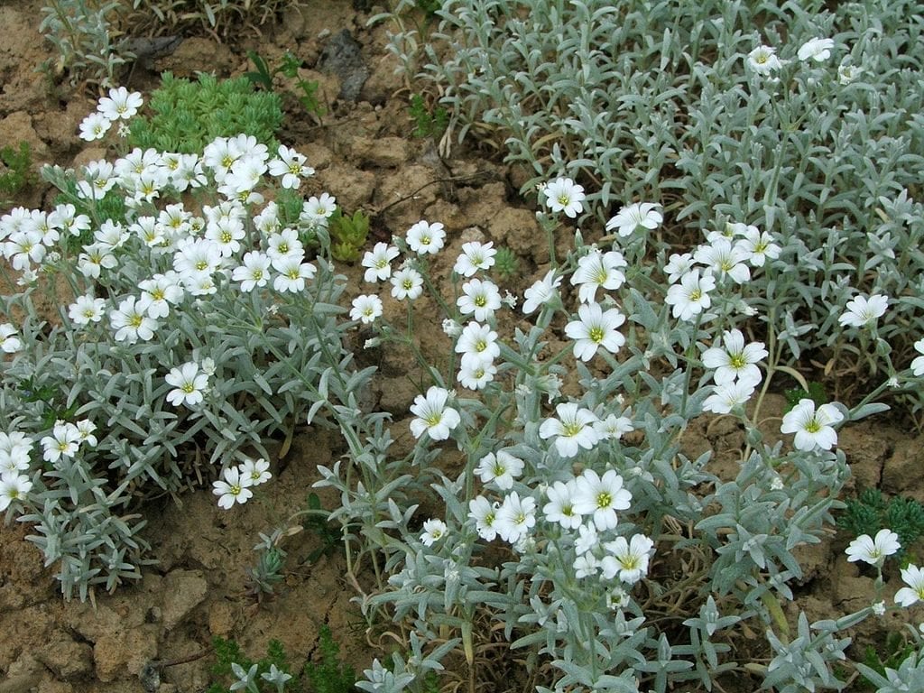 Planta de Cerastium tomentosum