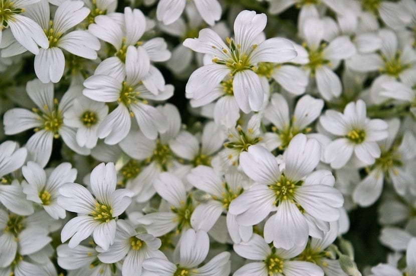 Cerastium tomentosum