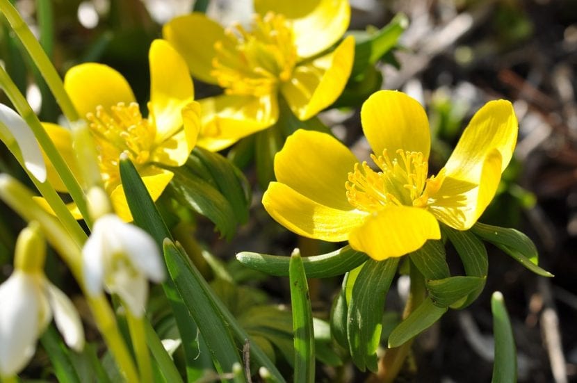 La Cincoenrama es una planta que tiene por nombre científico Potentilla fruticosa