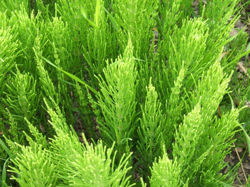 Tallos verdes de Equisetum arvense con las ramas dispuestas en verticilos