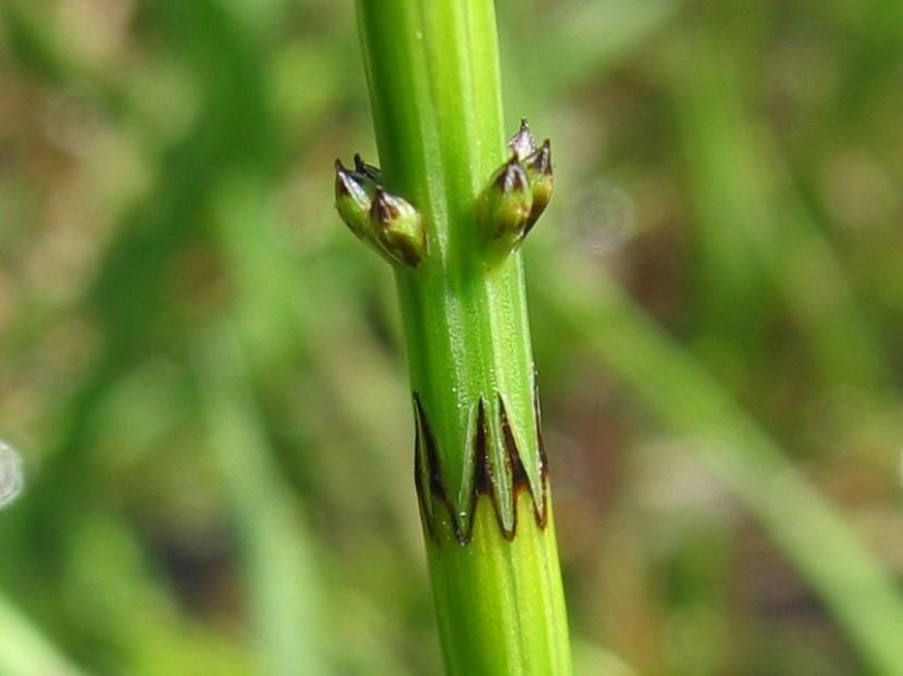 Equisetum palustre, especie tóxica para el ganado, en terreno encharcado