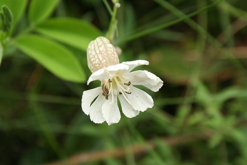 Silene vulgaris ssp maritima
