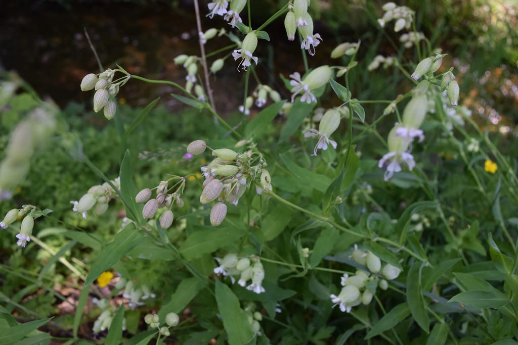 Flores de Silene vulgaris con el cáliz inflado y los pétalos blancos hendidos