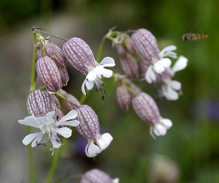 Silene vulgaris