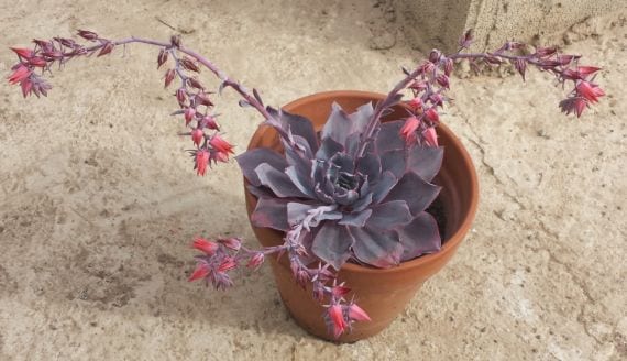Echeveria afterglow
