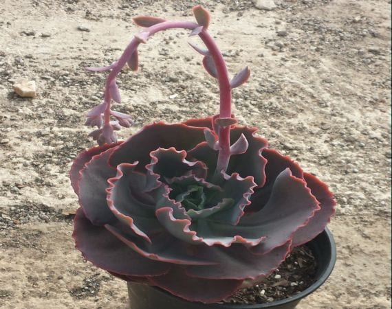 Echeveria