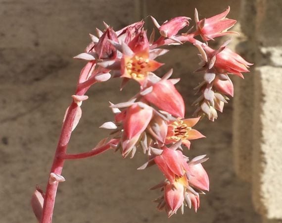 Flor