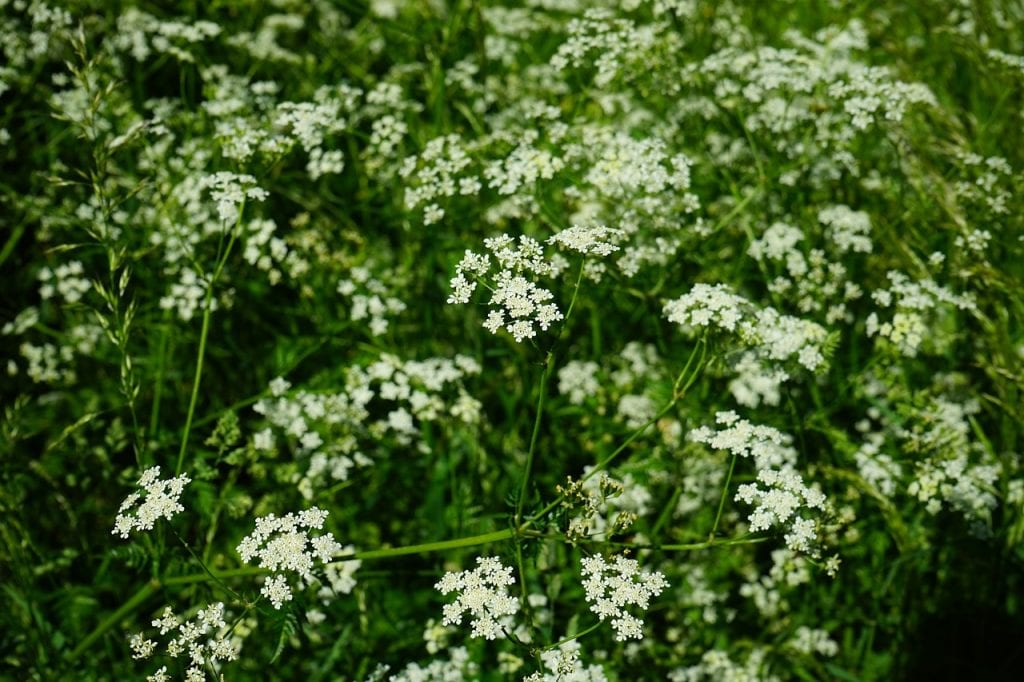 Comino en flor