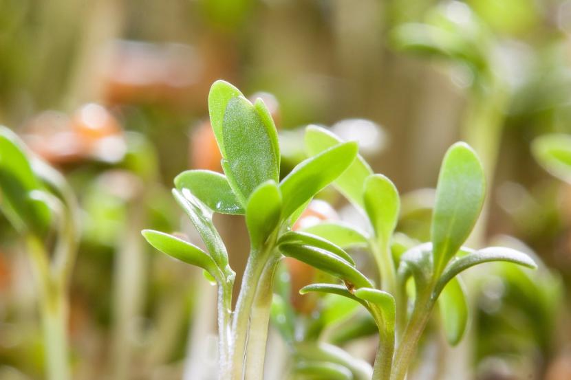 Semillas germinadas