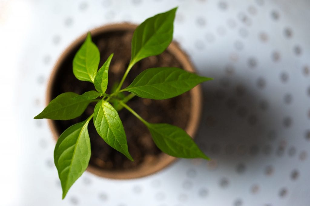 Cambios bruscos de temperatura en las plantas: daños y remedios