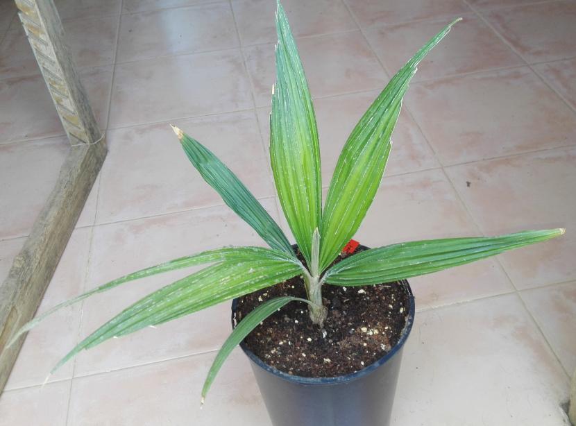 Ceroxylon peruvianum