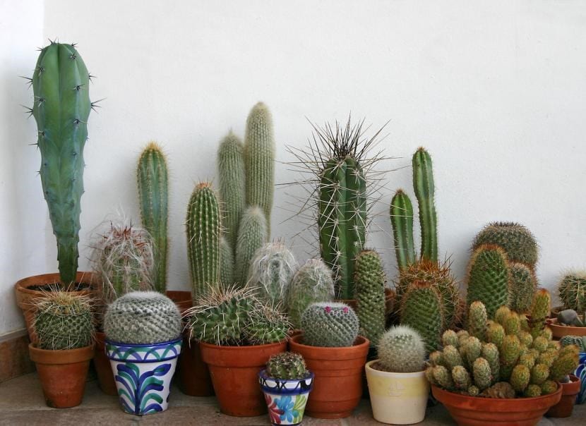 Cómo coleccionar plantas con criterio y orden