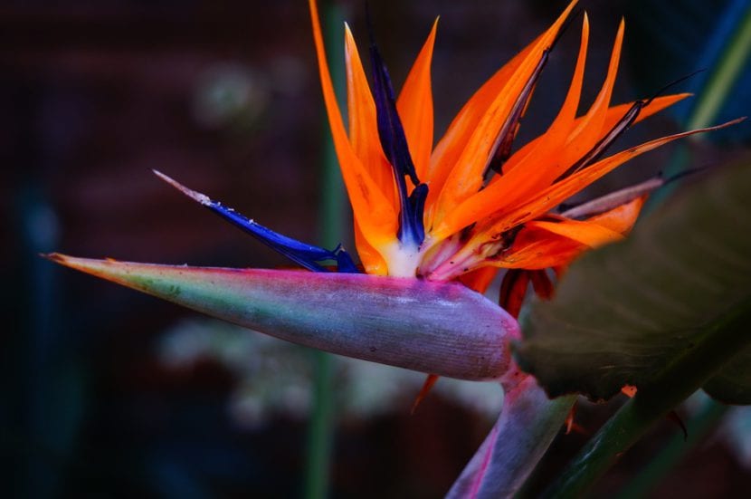 Flor ave del paraíso