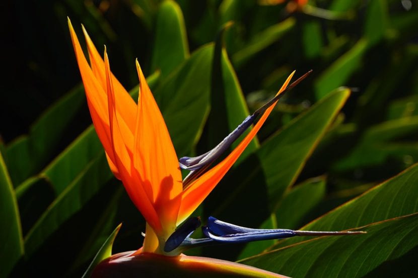 Planta ave del paraíso