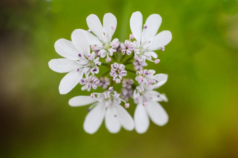 Flor del cilantro