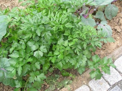 Mata de perejil