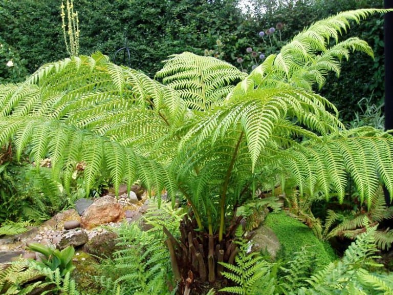Dicksonia antarctica, helecho arborescente
