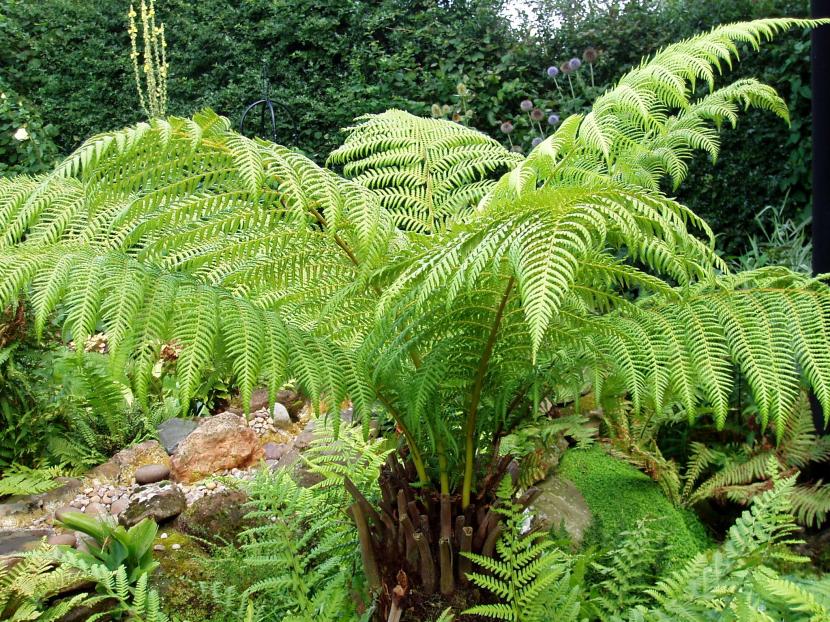 Dicksonia antarctica