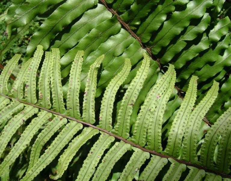 Fronda de Nephrolepis, el helecho de interior más cultivado